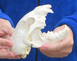 5-3/4 inch Alaskan Wolverine Skull