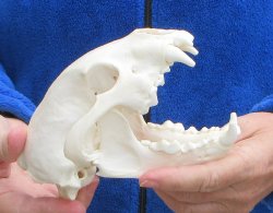 6 inch Alaskan Wolverine Skull