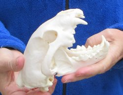6-1/4 inch Alaskan Wolverine Skull