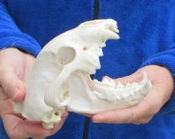 6-1/4 inch Alaskan Wolverine Skull