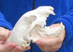 6-1/4 inch Alaskan Wolverine Skull
