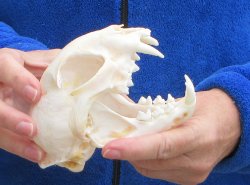 Lynx Cat skull 5-1/2 inch