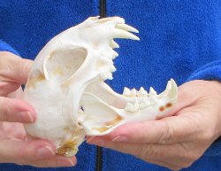 Lynx Cat skull 5 inch