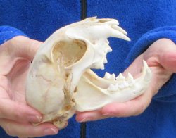 Lynx Cat skull 5-1/4 inch