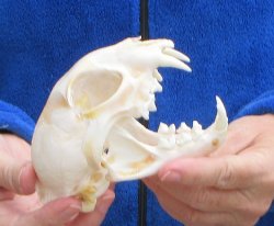 Lynx Cat skull 5-1/4 inch