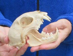 Lynx Cat skull 5 inch