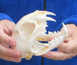 Lynx Cat skull 5-1/4 inch