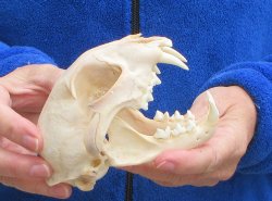 Lynx Cat skull 5-1/4 inch