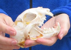 Lynx Cat skull 5 inch