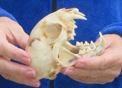 Lynx Cat skull 4-3/4 inch