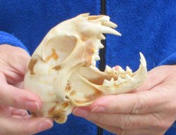 Lynx Cat skull 4-3/4 inch