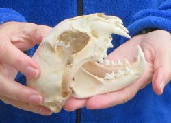 Lynx Cat skull 5-1/4 inch