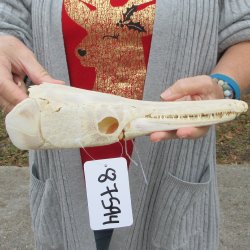 Alligator Gar Skull measuring approximately 10-1/2 inches long