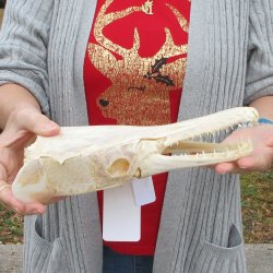 Alligator Gar Skull measuring approximately 11 inches long
