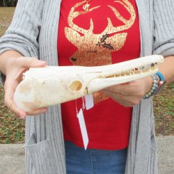 Alligator Gar Skull measuring approximately 12 inches long