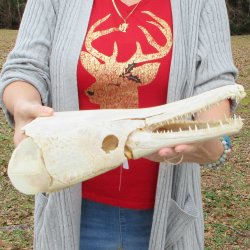 Alligator Gar Skull measuring approximately 15-3/4 inches long