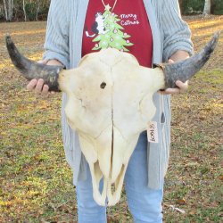 North American Bison Skull with 26" Horn Spread <font color=red> (NO POST OFFICE (USPS) SHIPPING!!!)</font>
