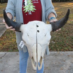 North American Bison Skull with 21-3/4" Horn Spread  <font color=red> (NO POST OFFICE (USPS) SHIPPING!!!)</font>