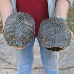 Two piece 8" Red Eared Slider Turtle Shells