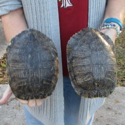 Two piece 8" Red Eared Slider Turtle Shells