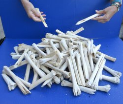 15lbs Broken Deer Leg Bones up to 12" 