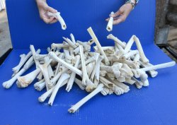 15lbs Broken Deer Leg Bones up to 12" 