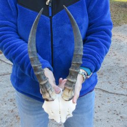  B-Grade Blesbok Skull Plate 13" Horns 