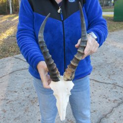  B-Grade Blesbok Skull Plate 14" Horns 