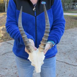  B-Grade Blesbok Skull Plate 12" Horns 