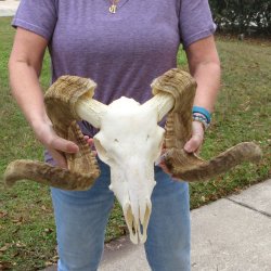 B-Grade African Merino Ram/Sheep Skull with 29" & 30" Horns 
