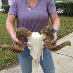 B-Grade African Merino Ram/Sheep Skull with 28" Horns 