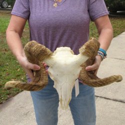 B-Grade African Merino Ram/Sheep Skull with 28" Horns 