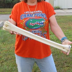 24" Giraffe Metatarsal Leg Bone 