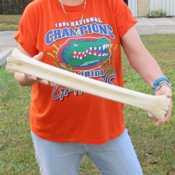 23" Giraffe Metatarsal Leg Bone 