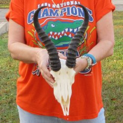 11-1/4" Horns on Male Springbok Skull 