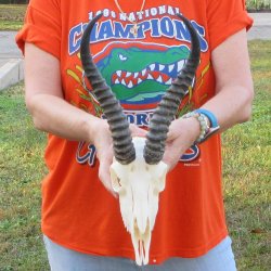 10-1/2" Horns on Male Springbok Skull 