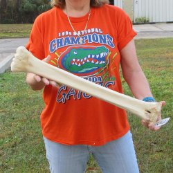 23" Giraffe Metacarpal Leg Bone 