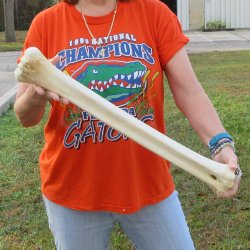 23" Giraffe Metatarsal Leg Bone 