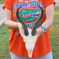 10-1/2" Horns on Male Springbok Skull 