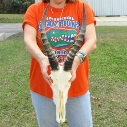 11" B-Grade Male Blesbok Skull with 15" Horns