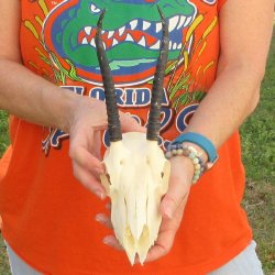 B-Grade 7" Horns on Female Springbok Skull