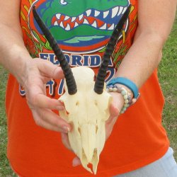 Craft Grade 6" Horns on Female Springbok Skull