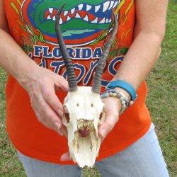 Craft Grade 7" Horns on Female Springbok Skull