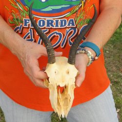 Craft Grade 7" Horns on Female Springbok Skull