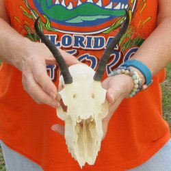 Craft Grade 5" Horns on Female Springbok Skull