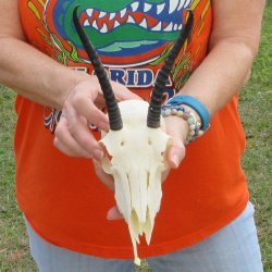 B-Grade 6" Horns on Female Springbok Skull