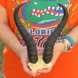  B-Grade Male Springbok Skull Plate with 11" Horns