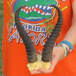  B-Grade Male Springbok Skull Plate with 10-1/4" Horns