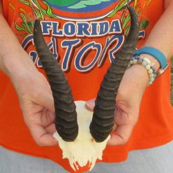  B-Grade Male Springbok Skull Plate with 8-1/4" & 9-1/4" Horns