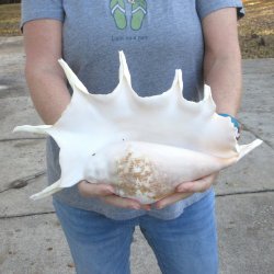  14" Giant Spider Conch 